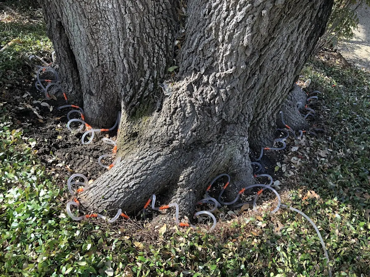 Detailed Tree Cabling and Bracing job site in Stamping Ground
