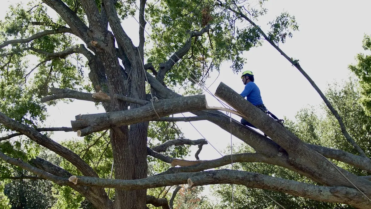 Professional Hazardous Tree Removal performed by certified arborists in Stamping Ground