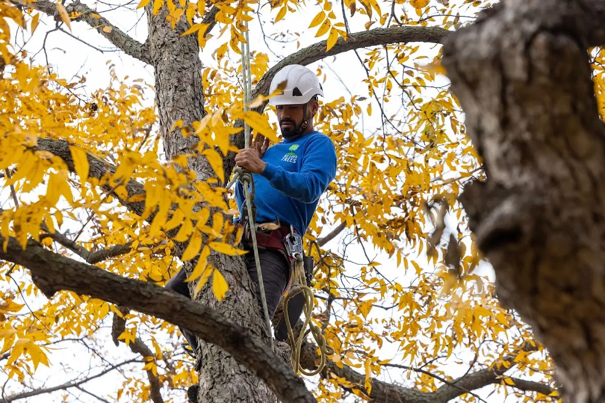 Skilled Tree Trimming crew working in Stamping Ground
